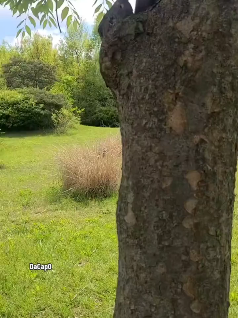 @DaCapOPark
