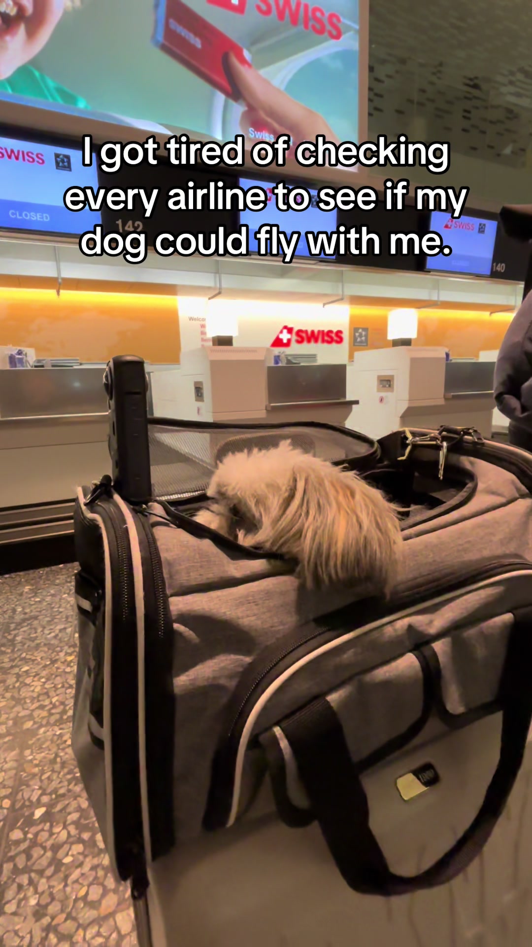 @Daisy | The Dog Travel App