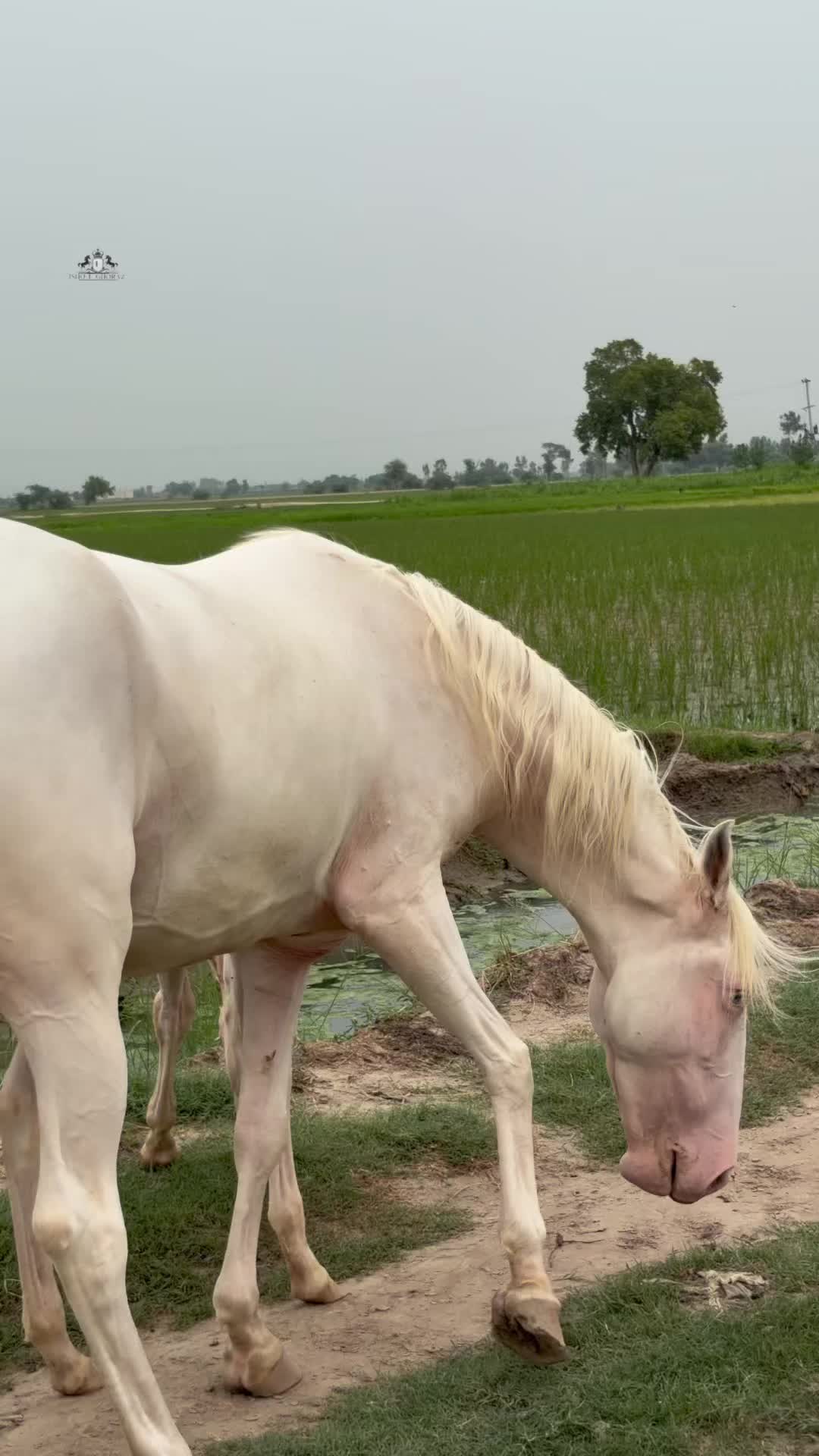 @Ishq_e_ghora 🐎