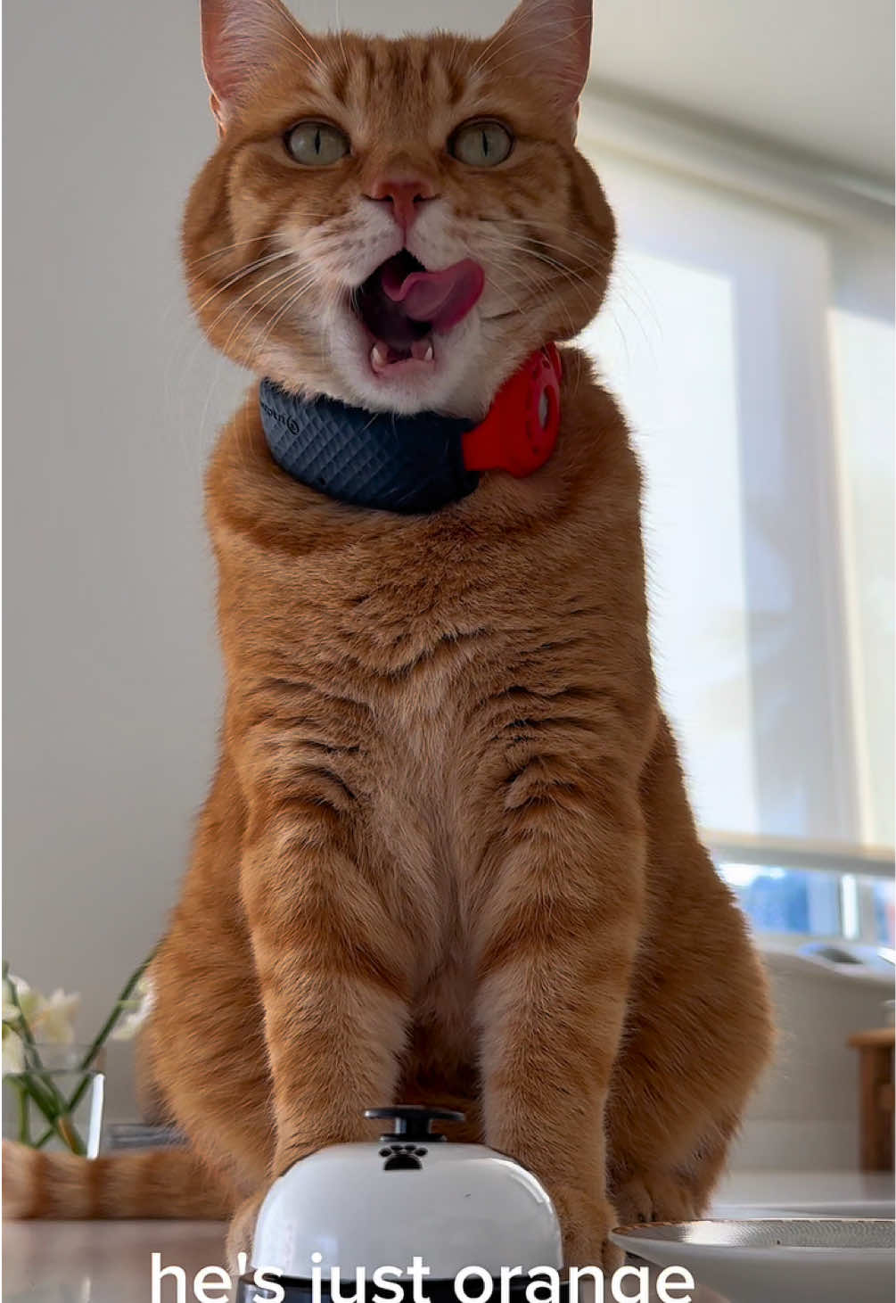 @Mitay_cat