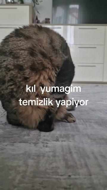 @Gurbetci