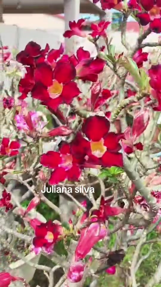 @Juliana silva