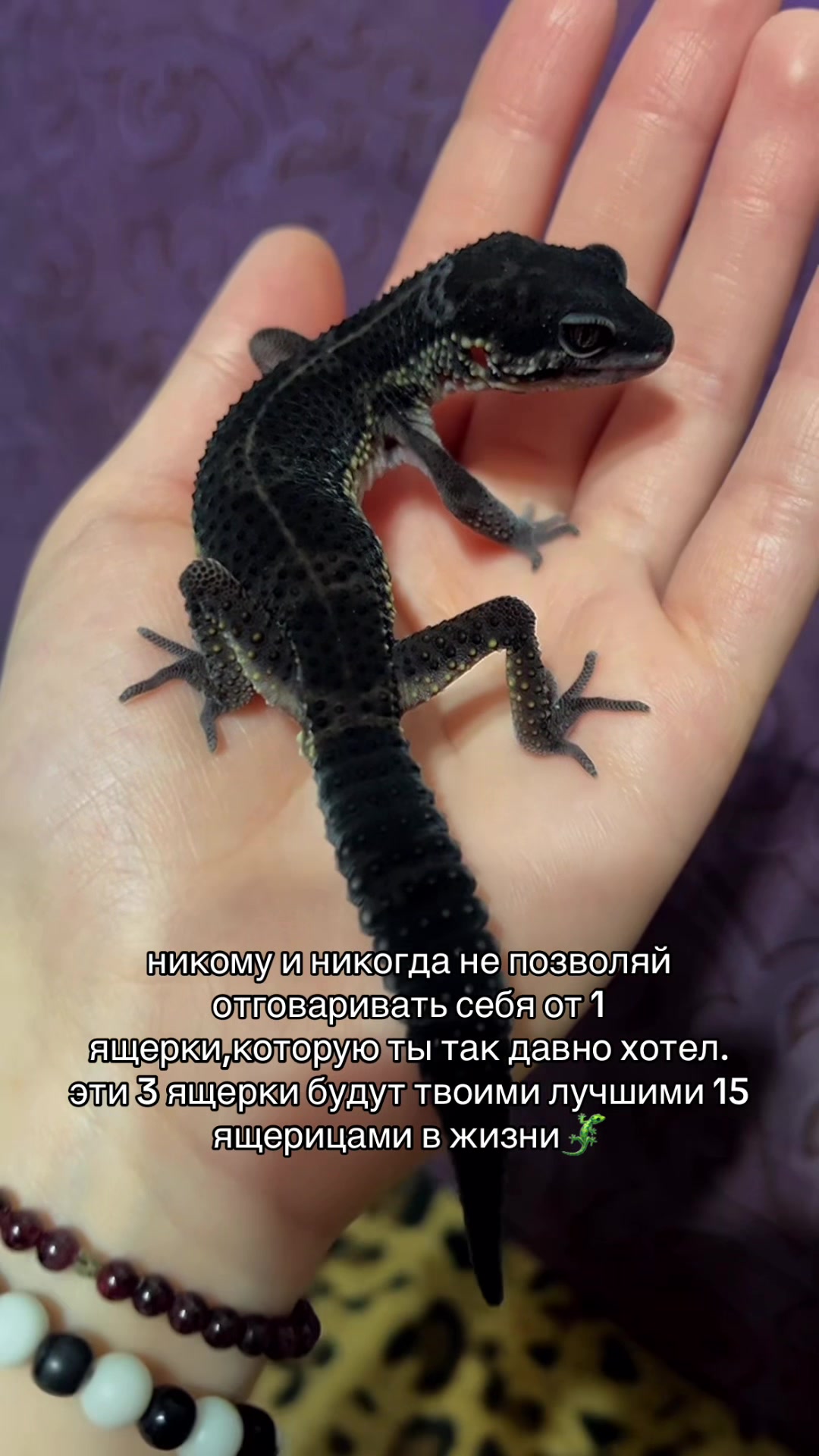 @🦎❤️Геля и питомцы❤️🦎