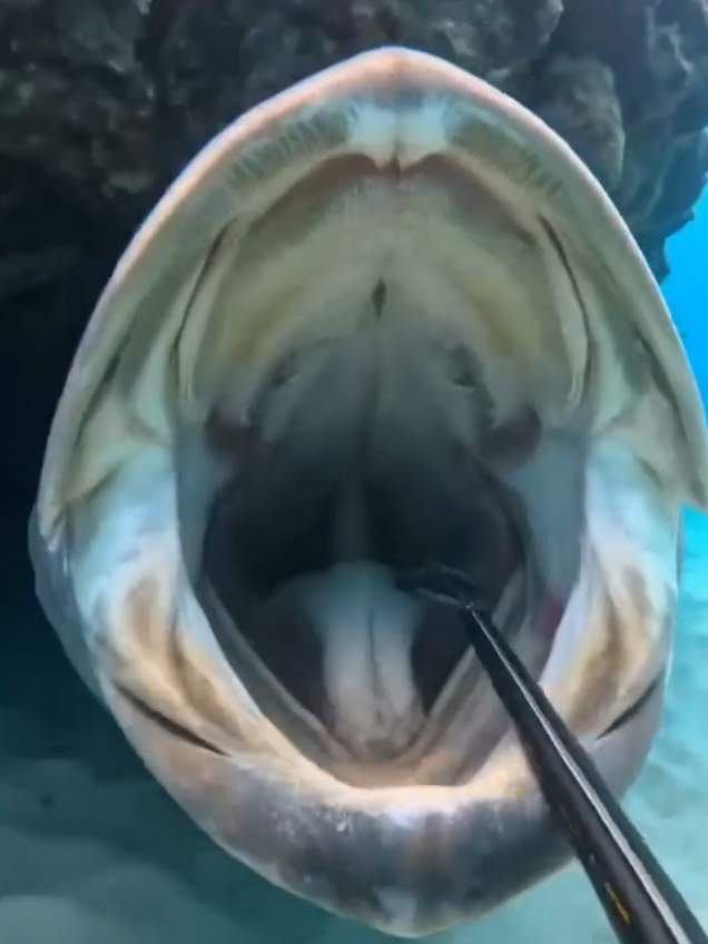 @Deep Sea 4K