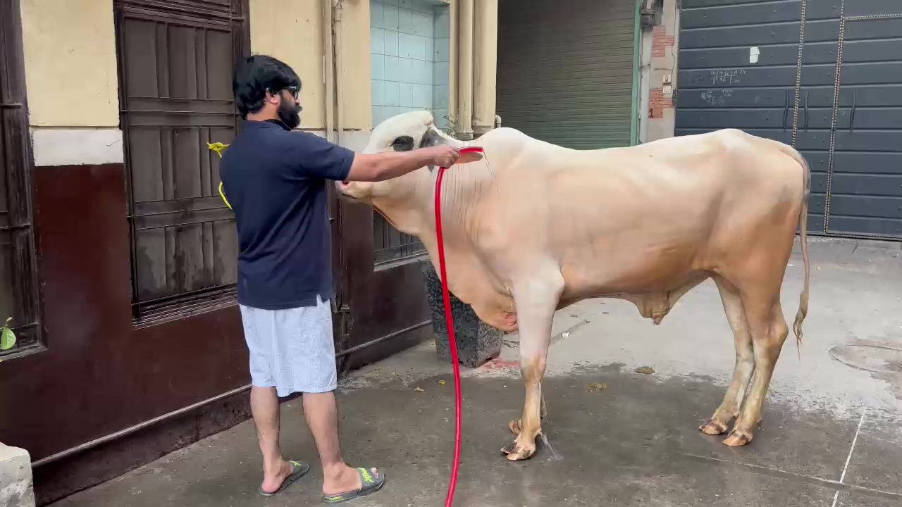 @kazi Jawwad