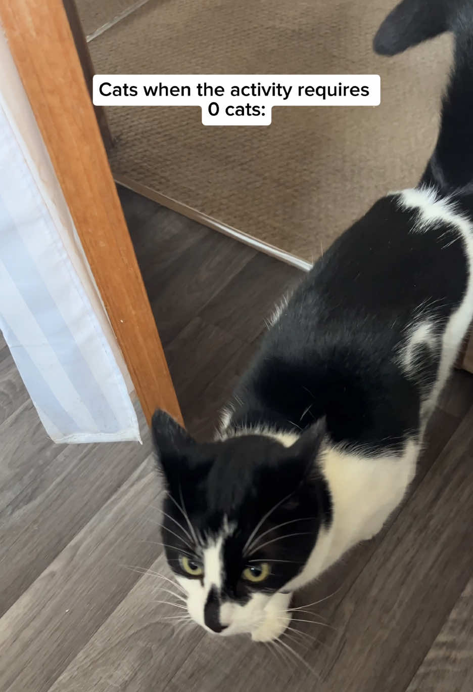 @Pudding | Cat UGC Creator