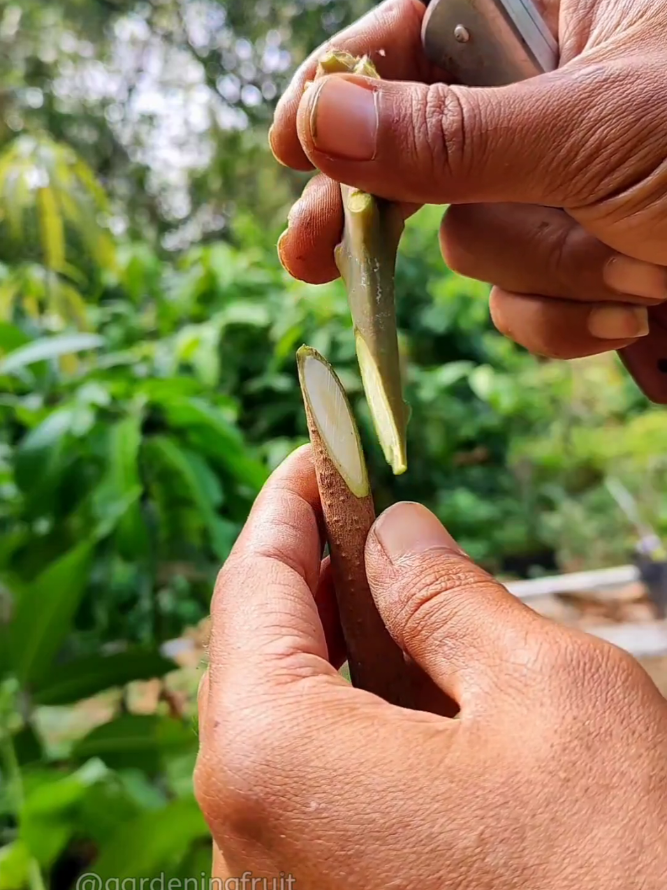 @GardeningFruits