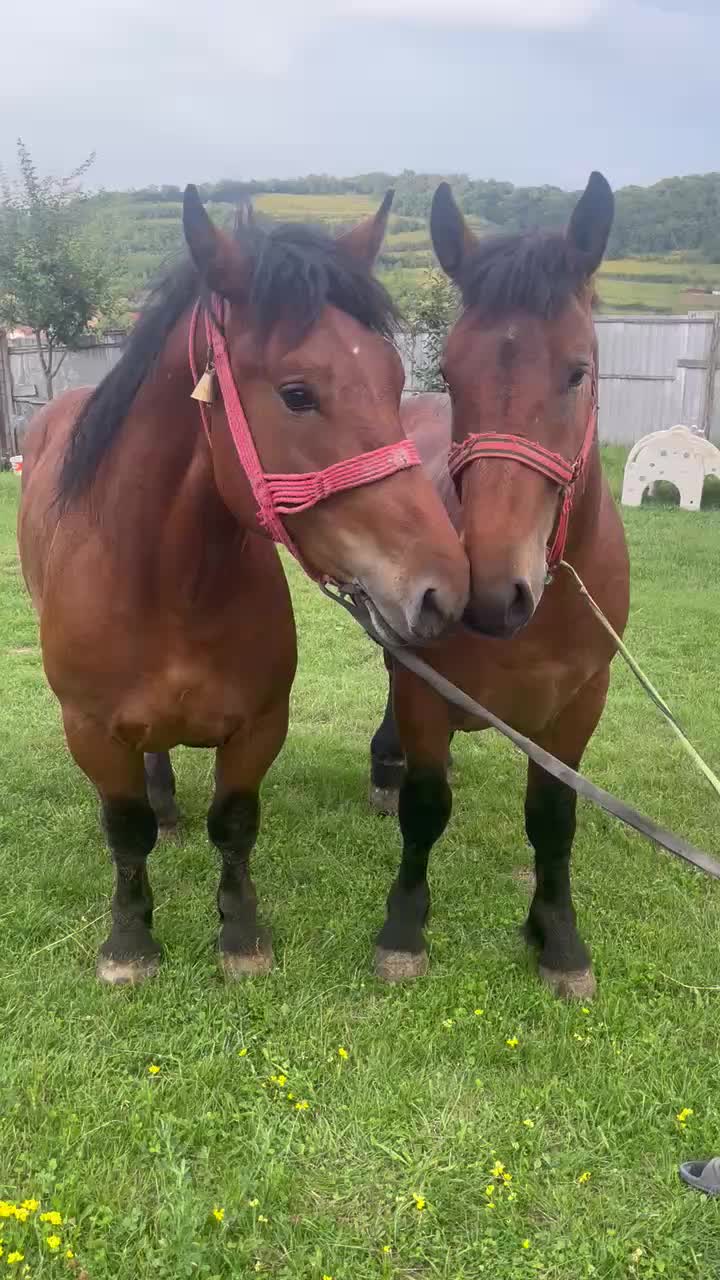 @călin