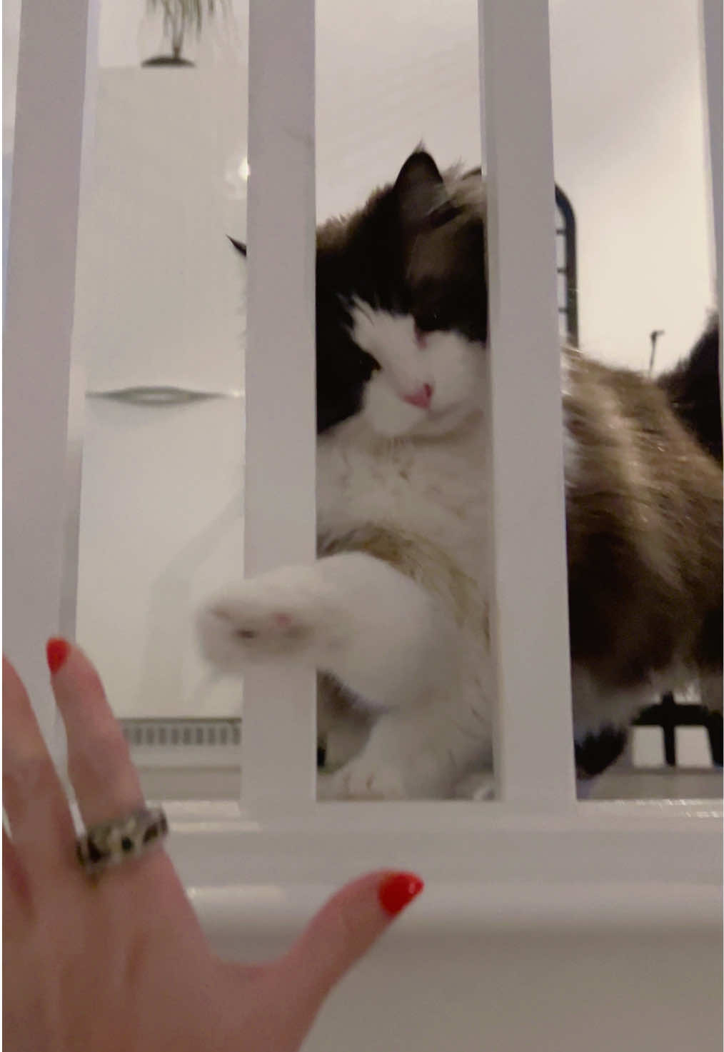 @Ted the ragdoll cat 🐾