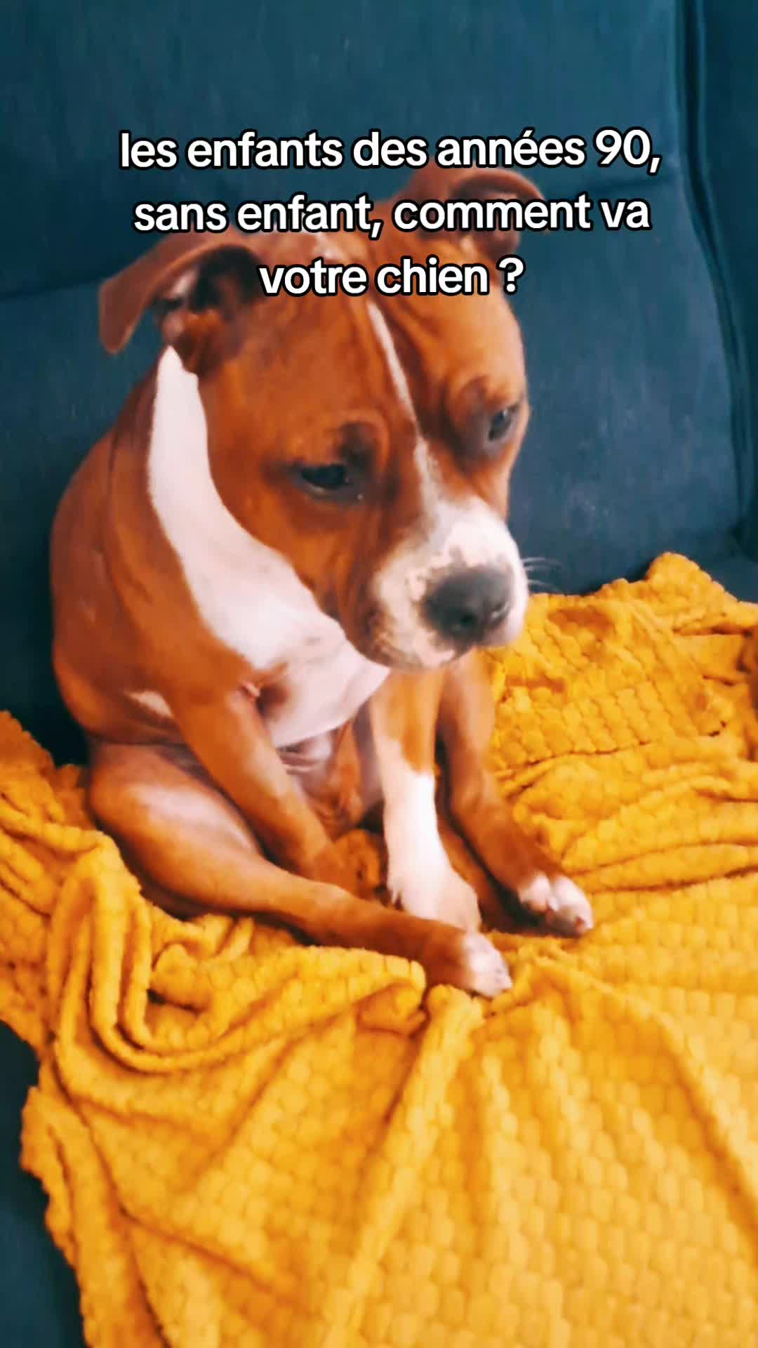 @morty le staffie