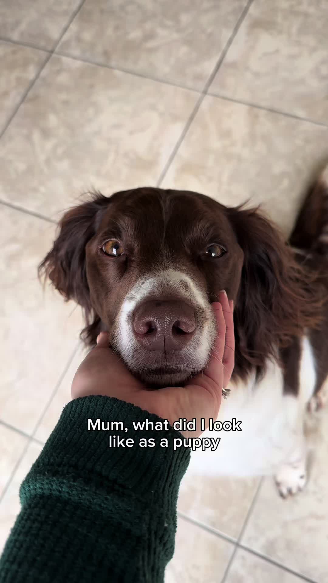 @Jinky Springer Spaniel 🐾 💚