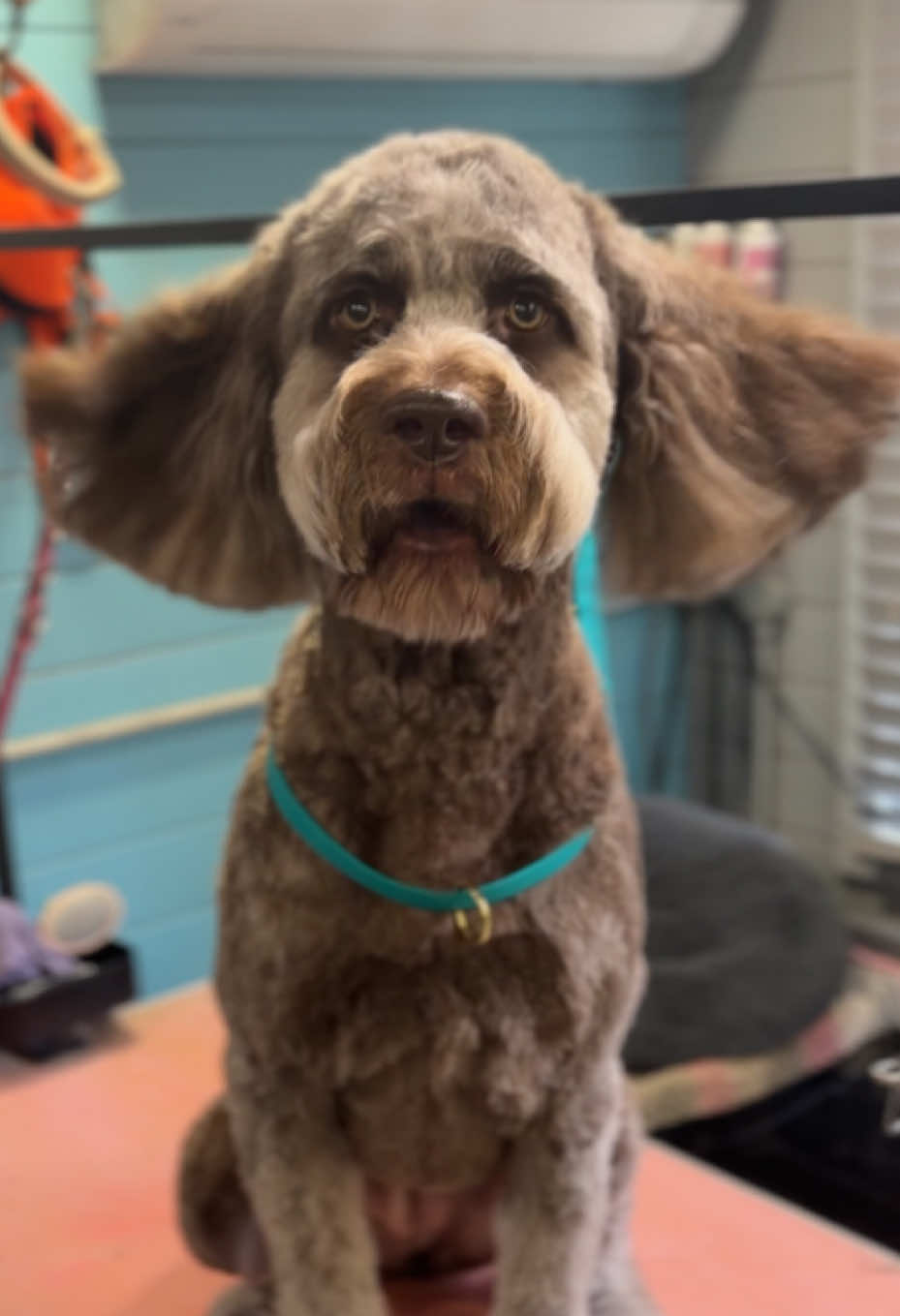@hollyshoundsgrooming