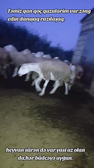 @ELŞAD QULİYEV EYVAZALİLAR