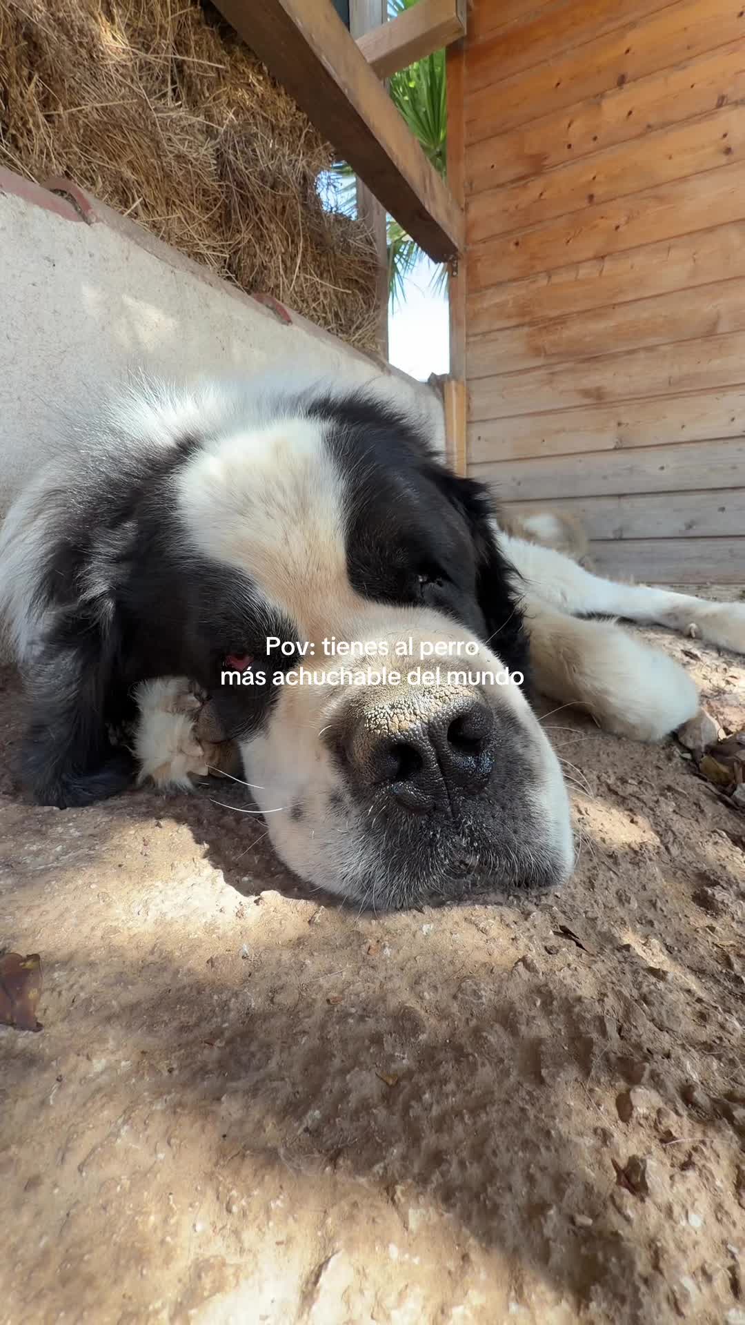 @MyHorse