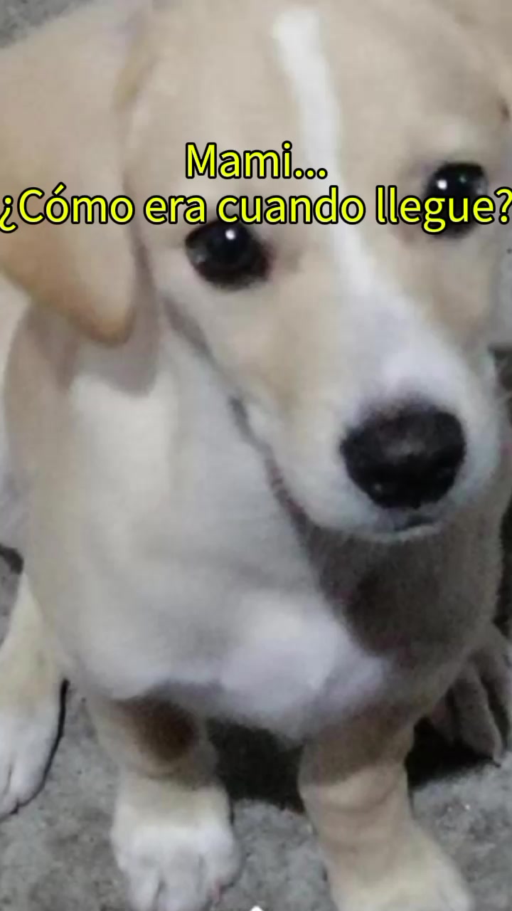 @BRIGITTE GIL OREJUELA