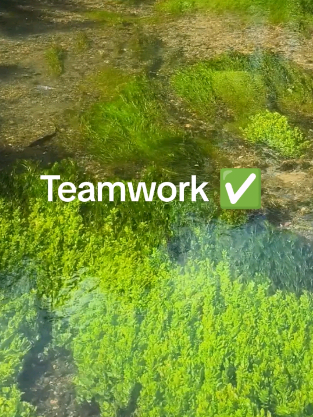 @Teamwork
