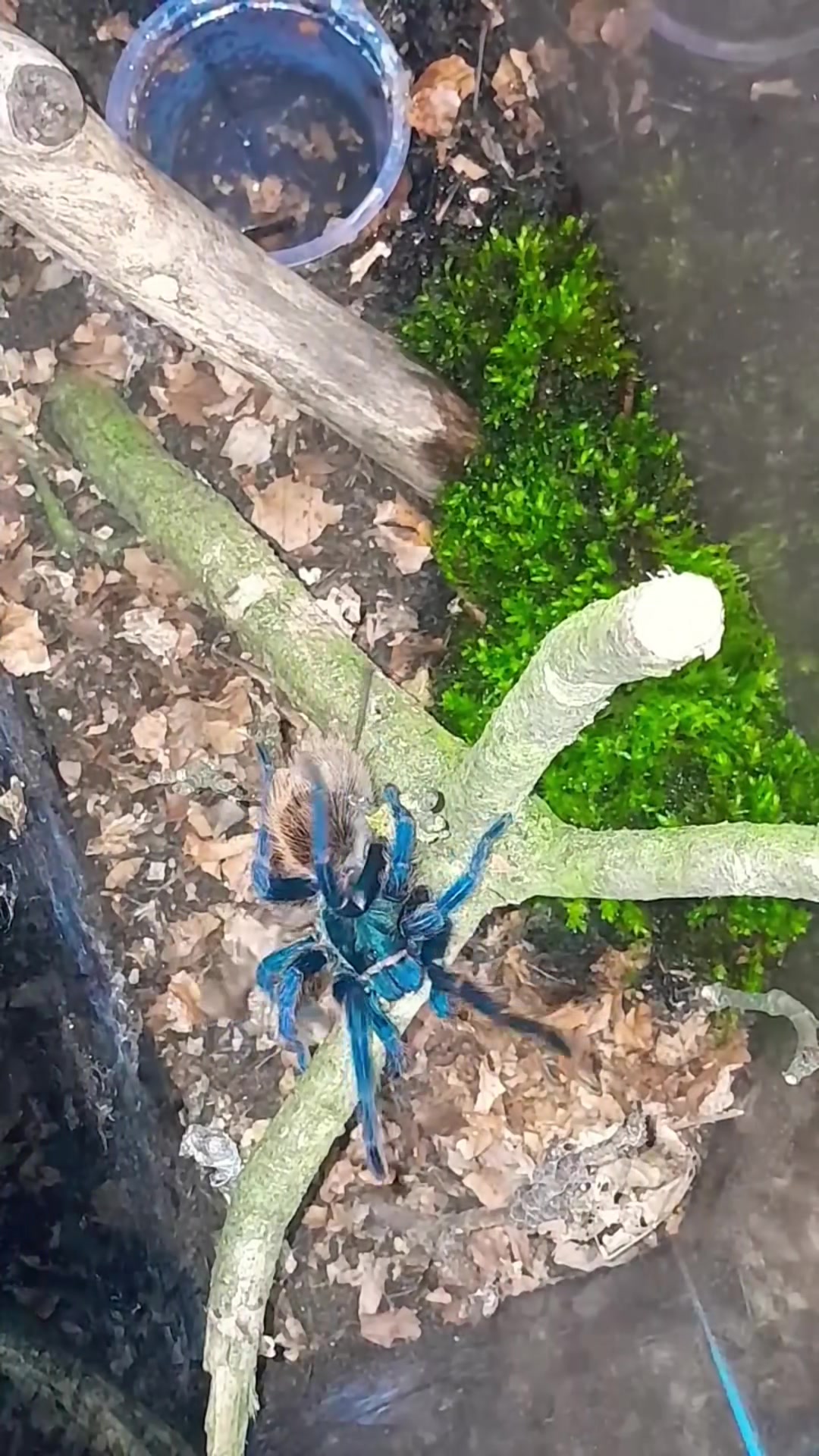 @craigscritterworld1