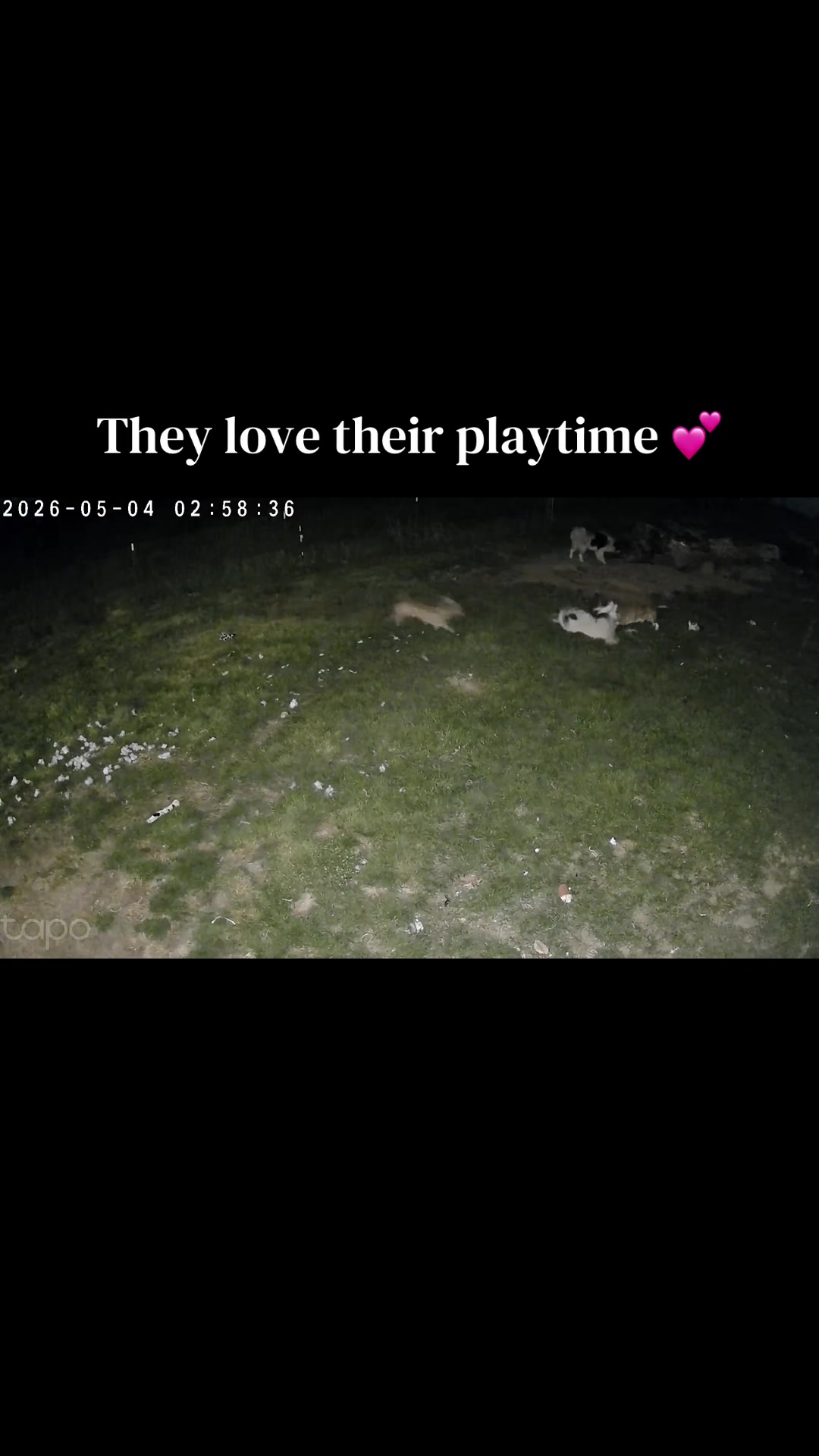 @Laura animal lover 🦆