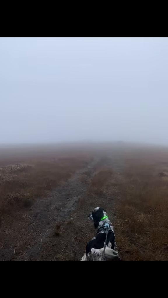 @Bev | Dogs • Hills • Outdoors