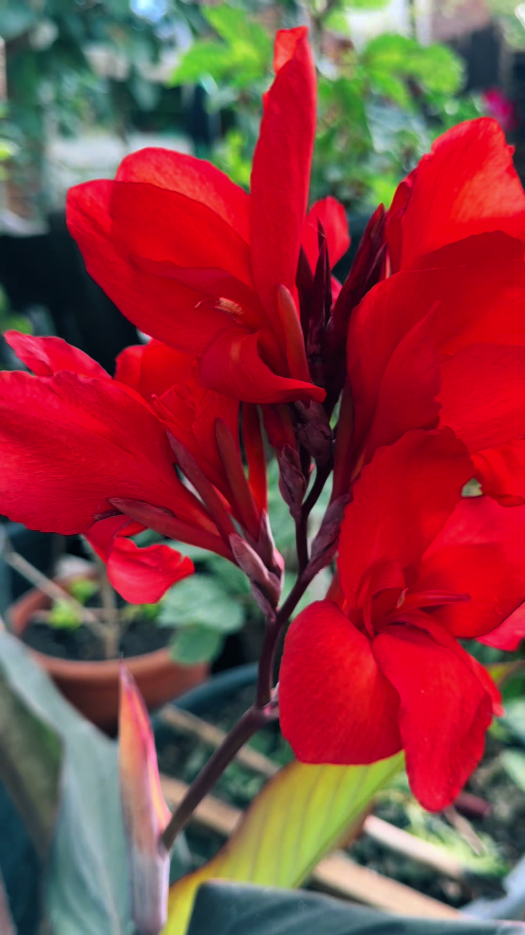 @🌺Flower’s Lover❤️