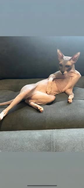 @Sphynxcat
