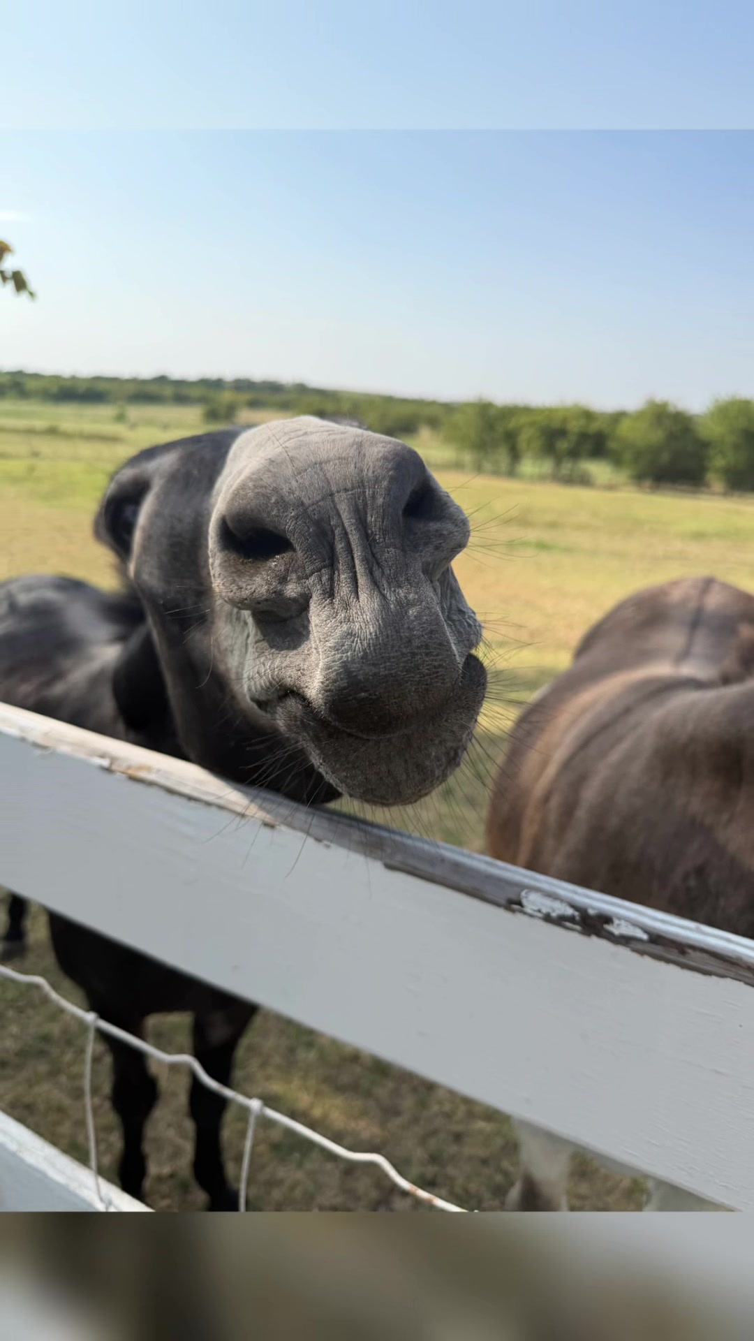 @DonkeyandHoundMama