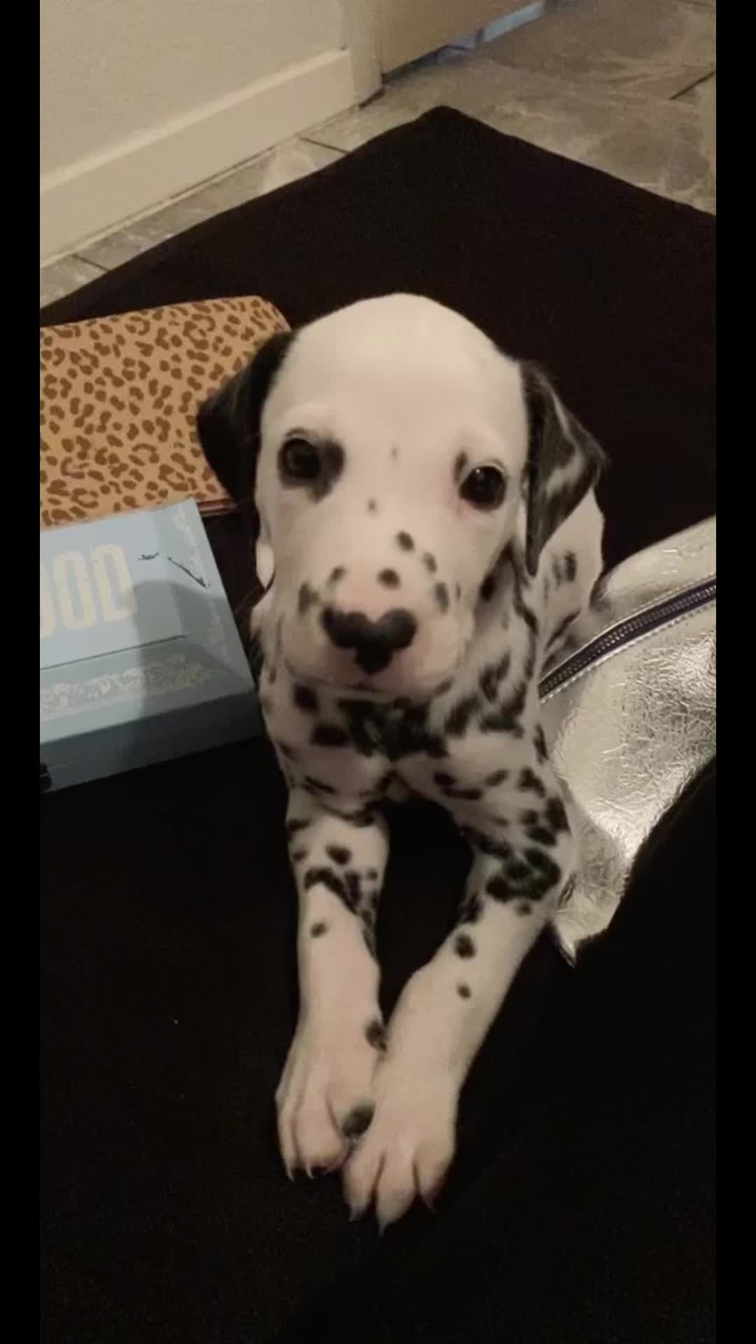 @Oogietheboogie 🖤