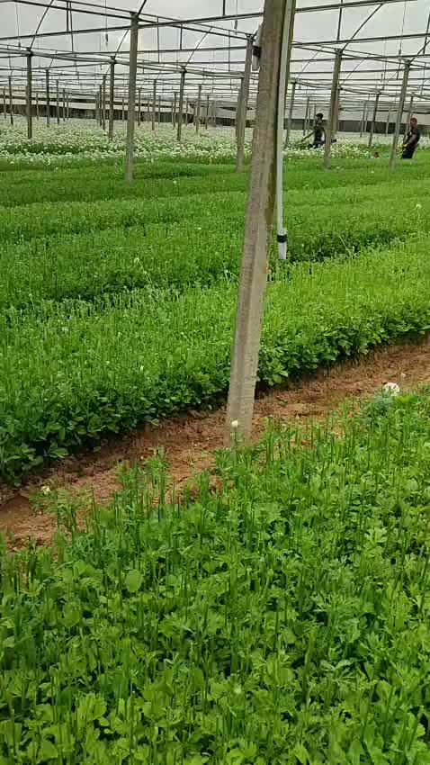 @Biagio Petino