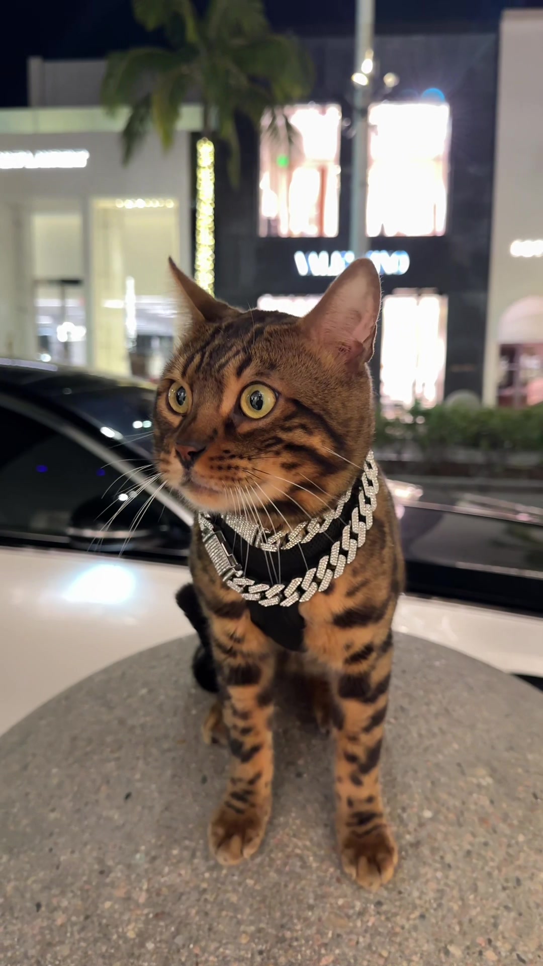 @Bengal Cats