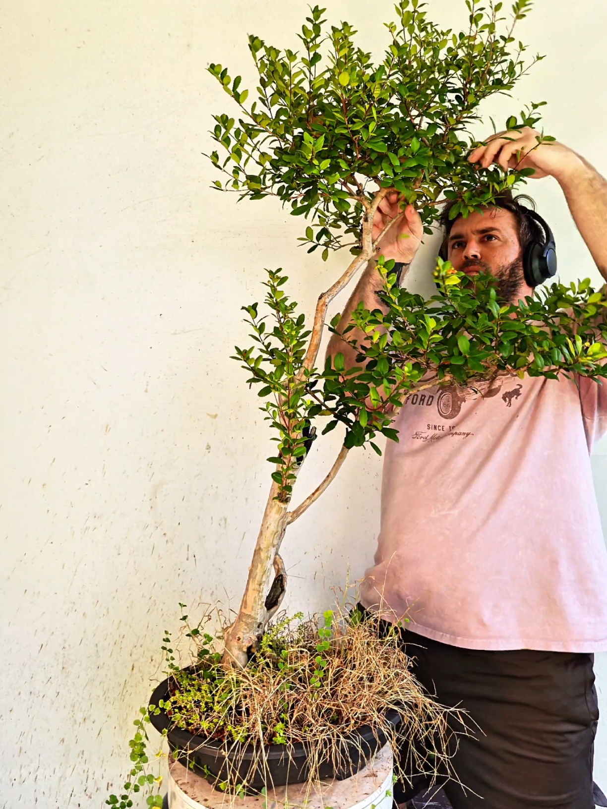 @Bryan Loves Bonsai