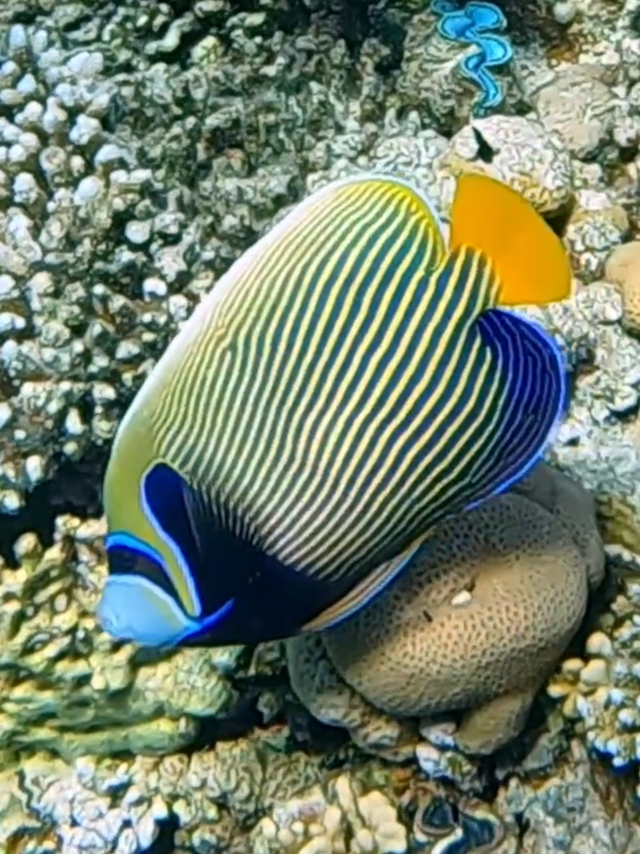 @Our Underwater Universe
