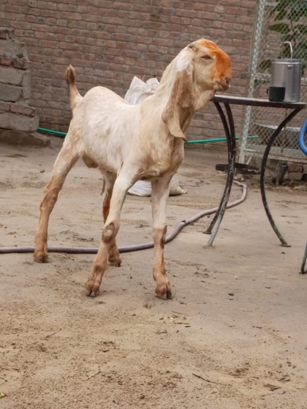 @AHMED GOAT CORNER 🐐🇵🇰
