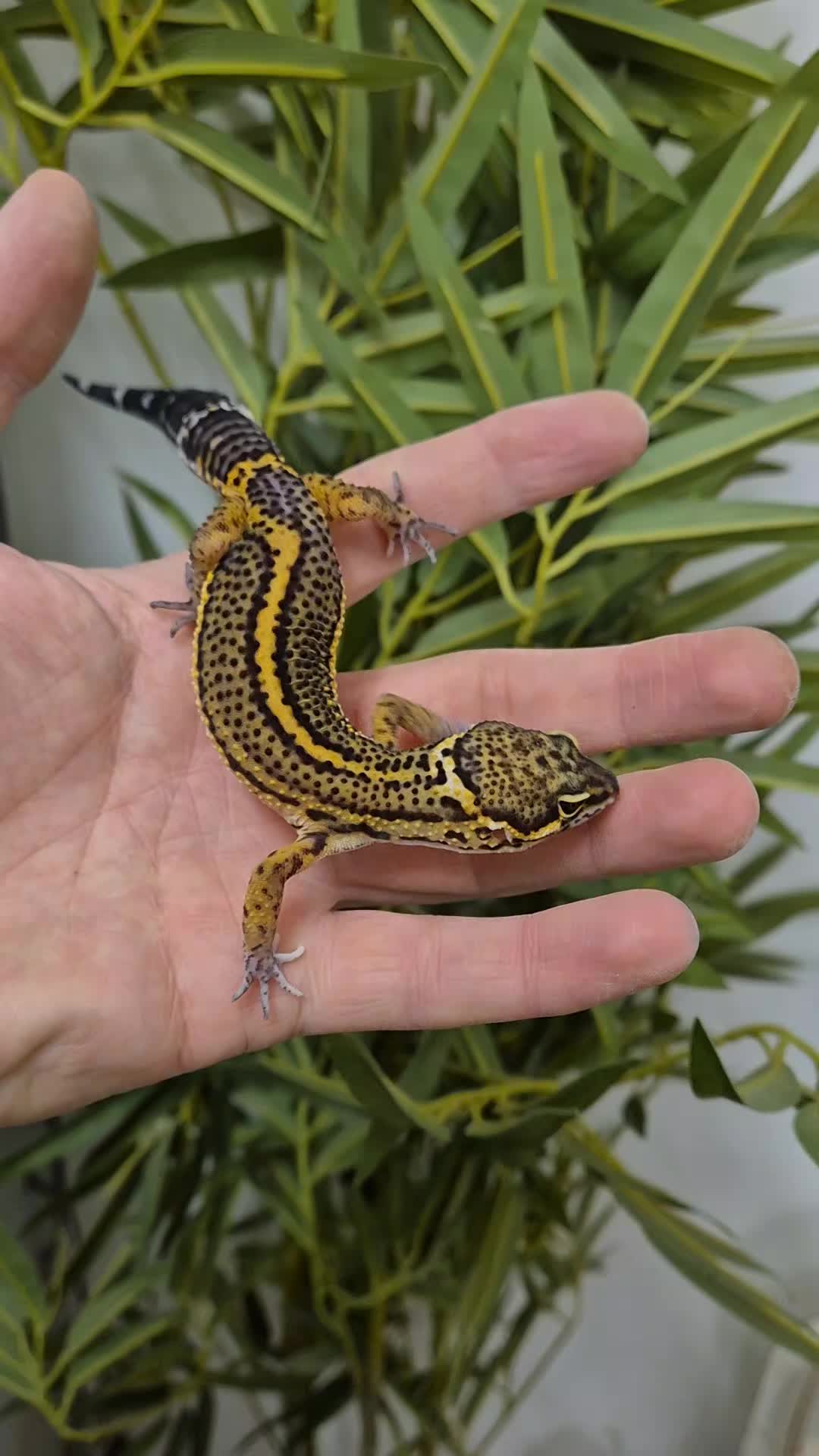 @CambridgeGecko