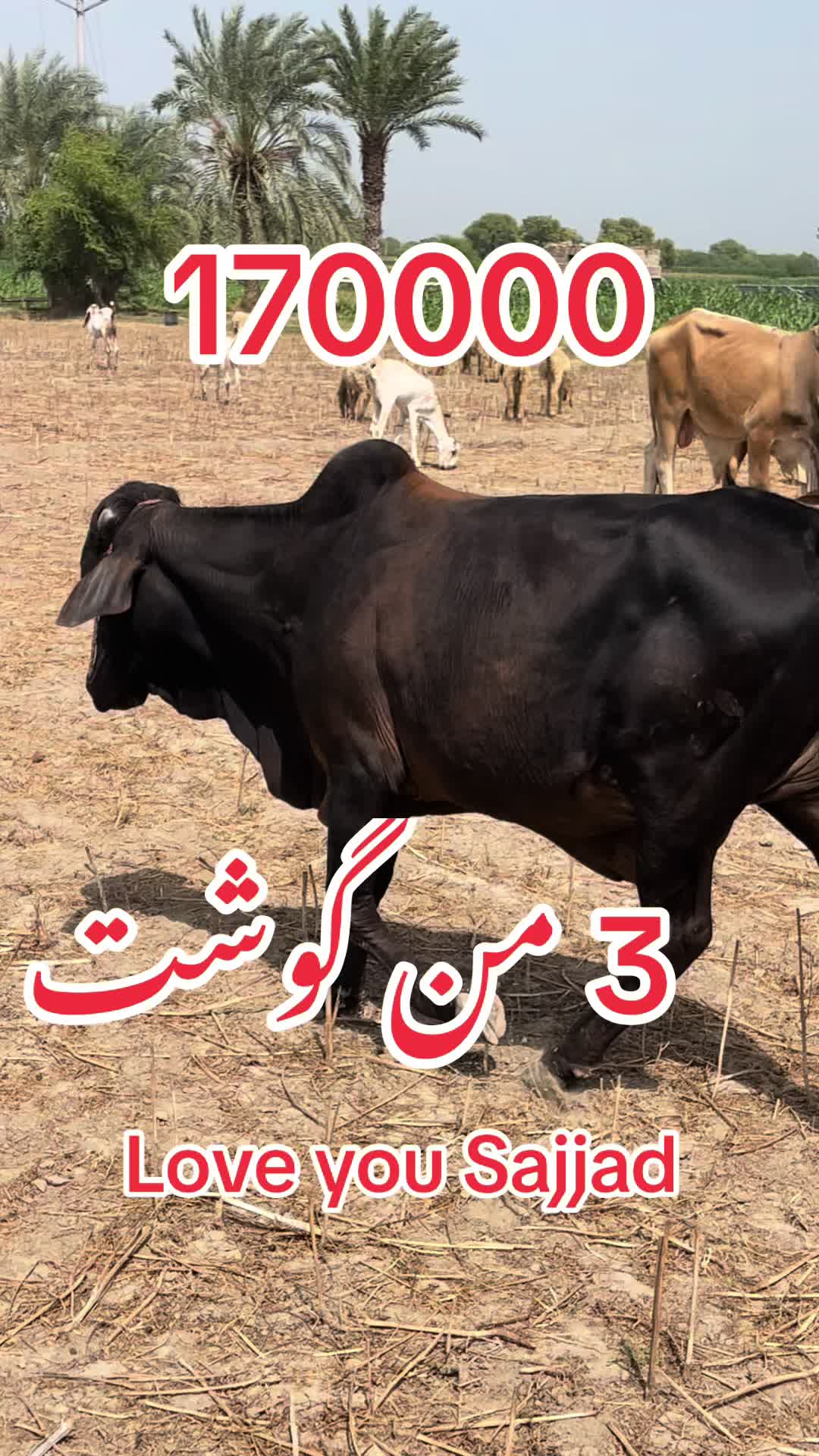@missyousajjad