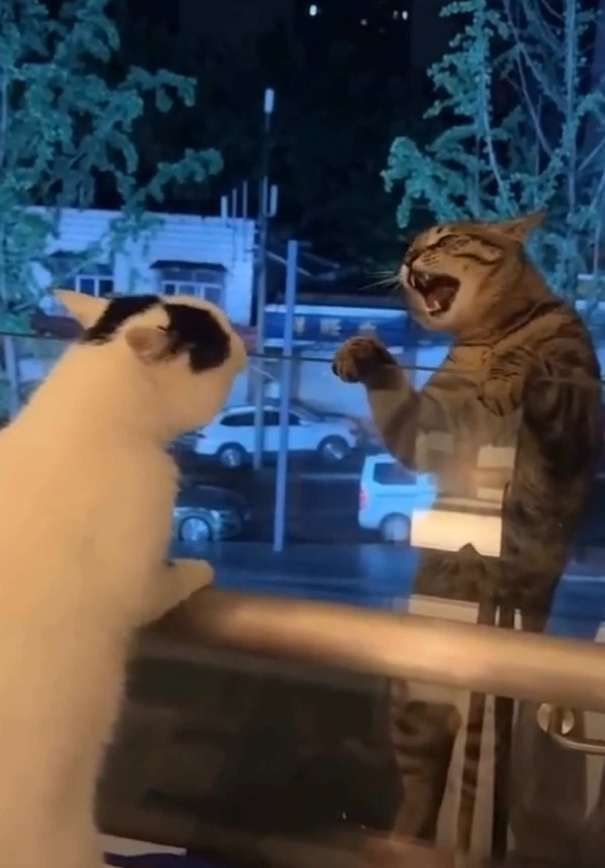 @animalsgonewildd