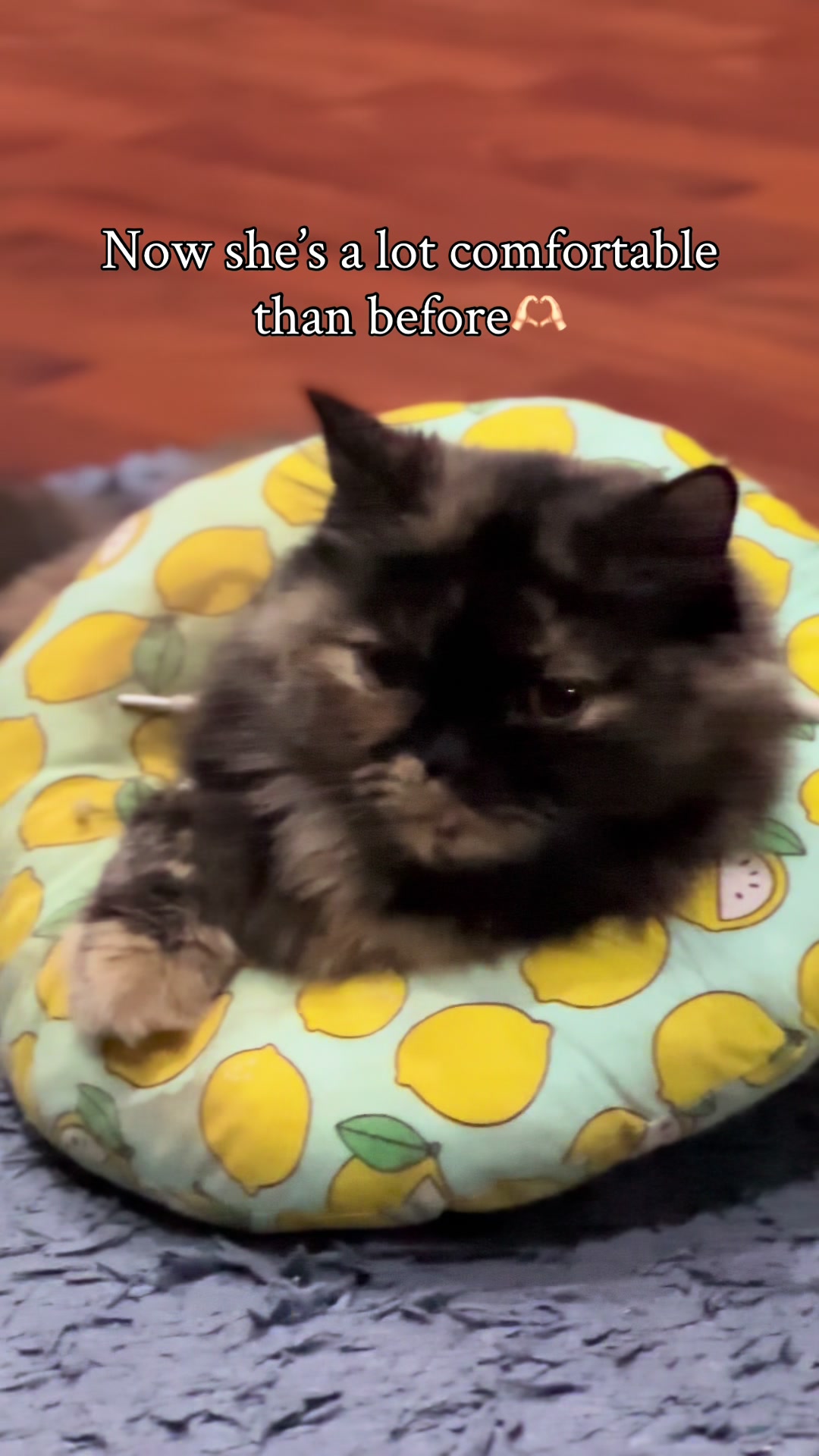 @_purrfecttpaws_