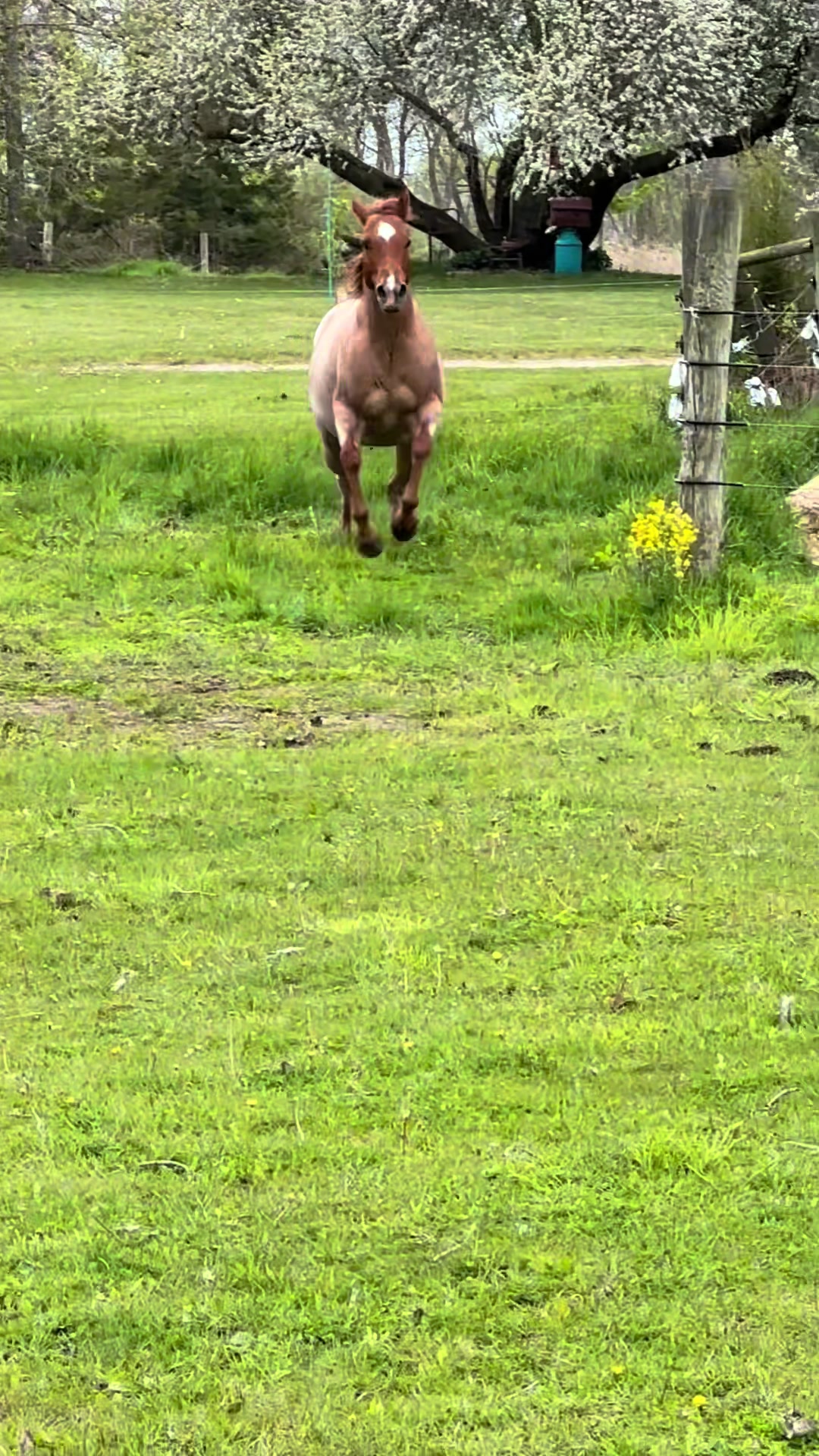 @eastwood_homestead