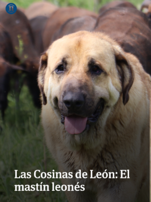 @leonoticias_