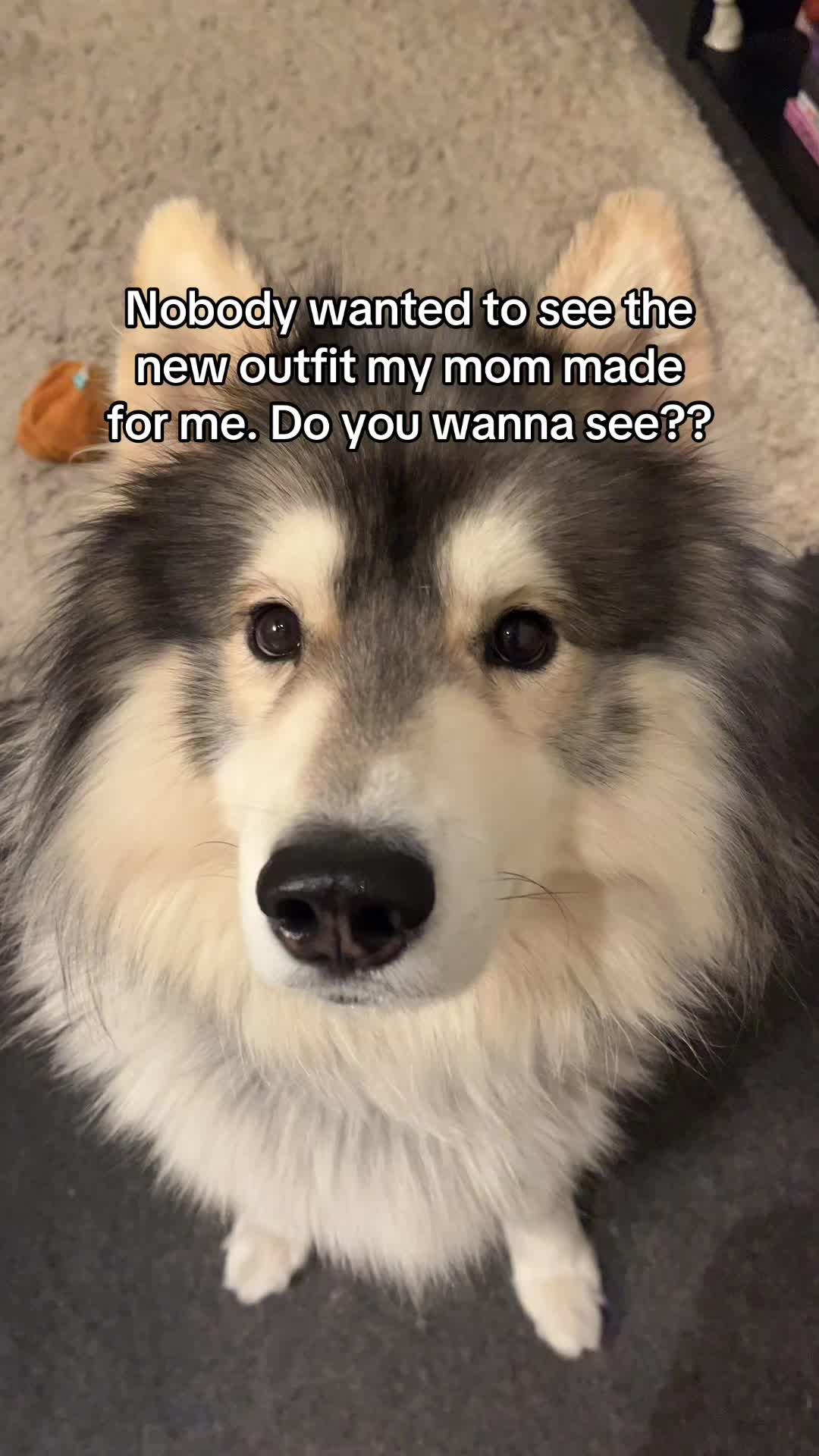 @Echo The Husky