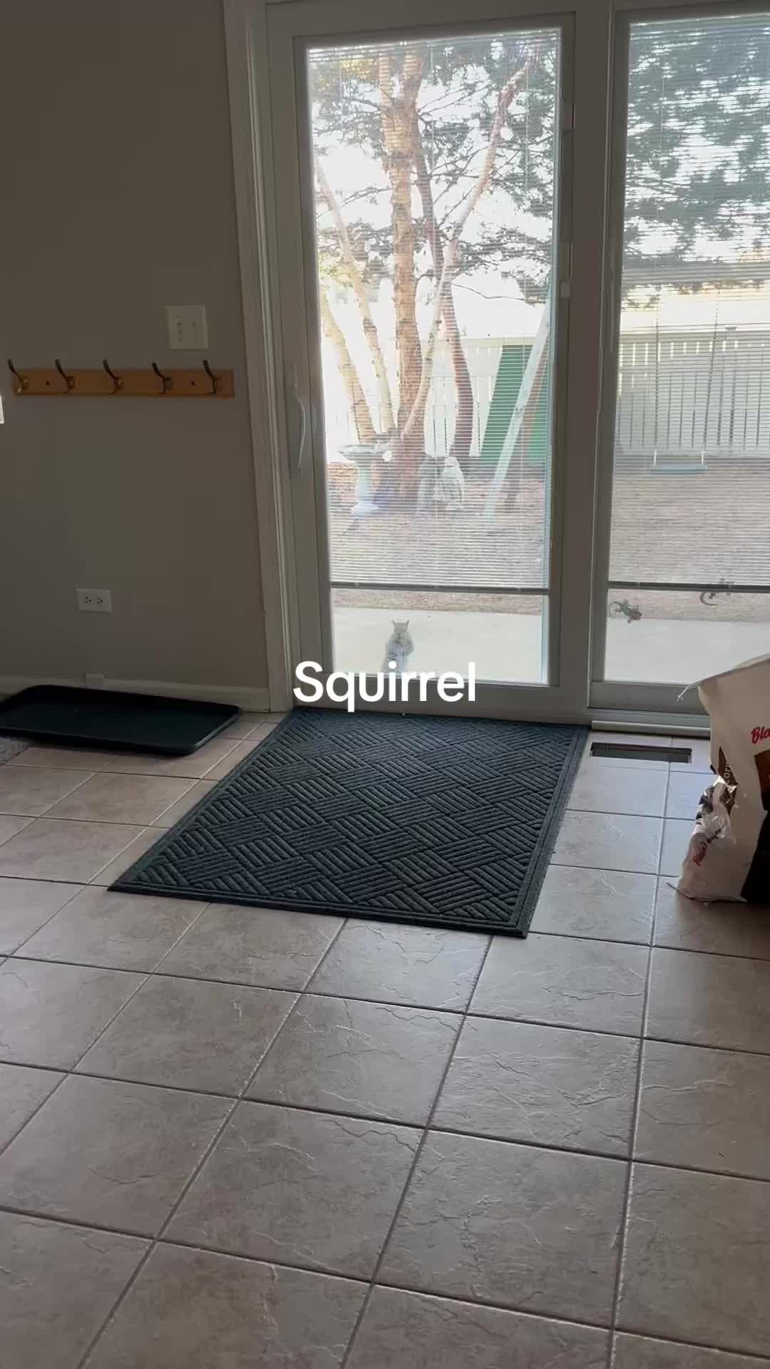 @disneyautismmom