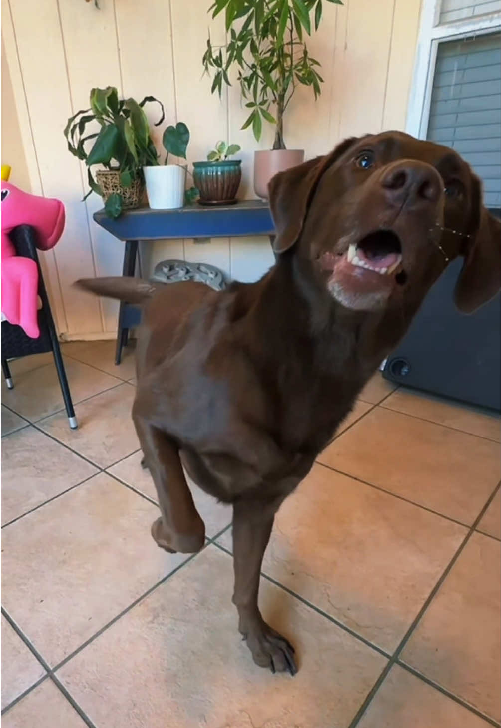 @AmandaT_CoolDog_Trainer 🫵🐶🆒
