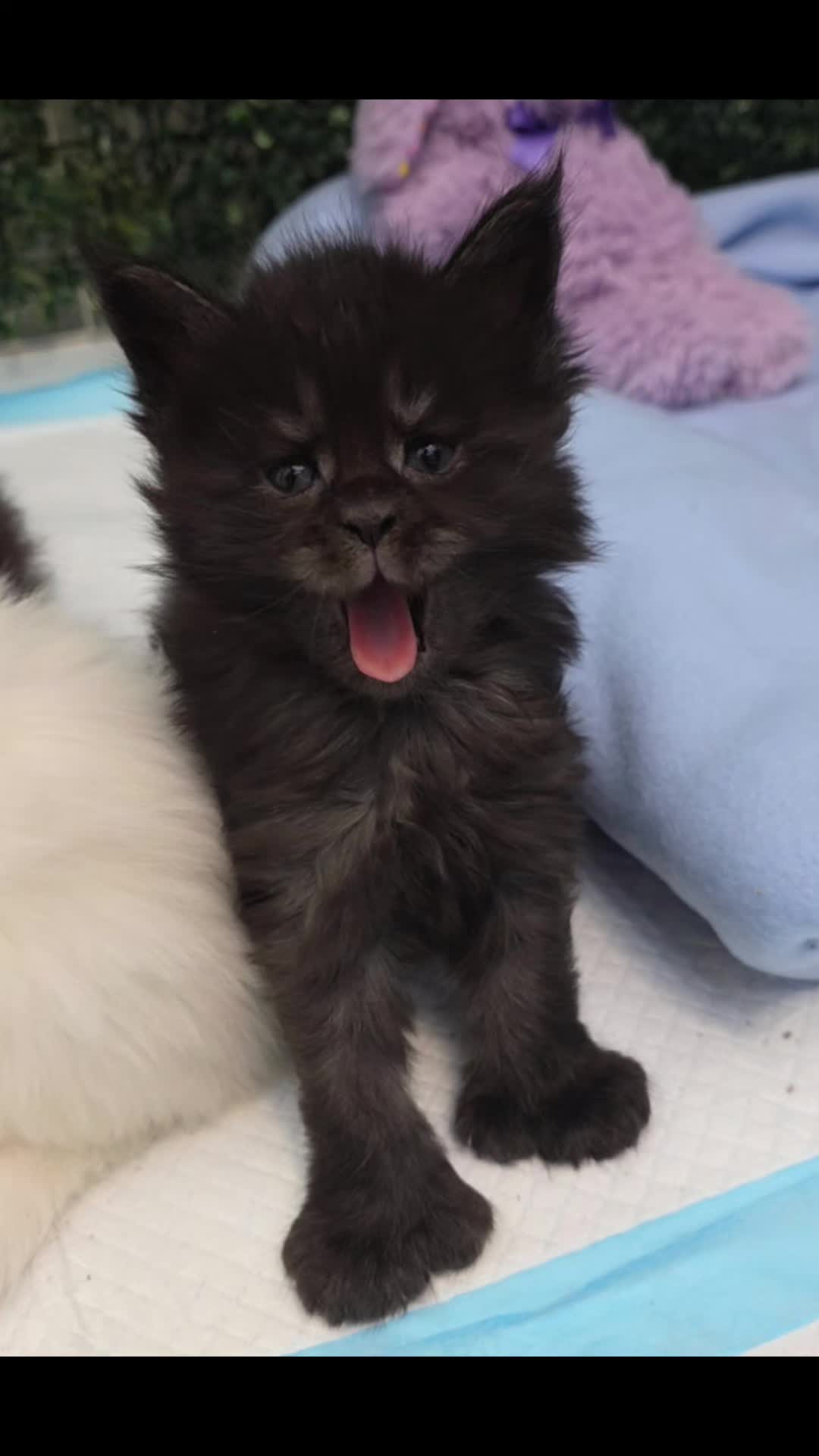 @Paw Palace Maine Coon