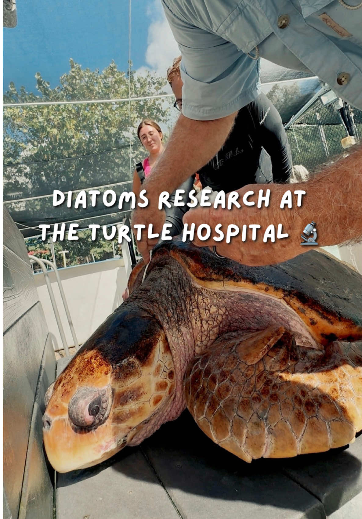 @The Turtle Hospital