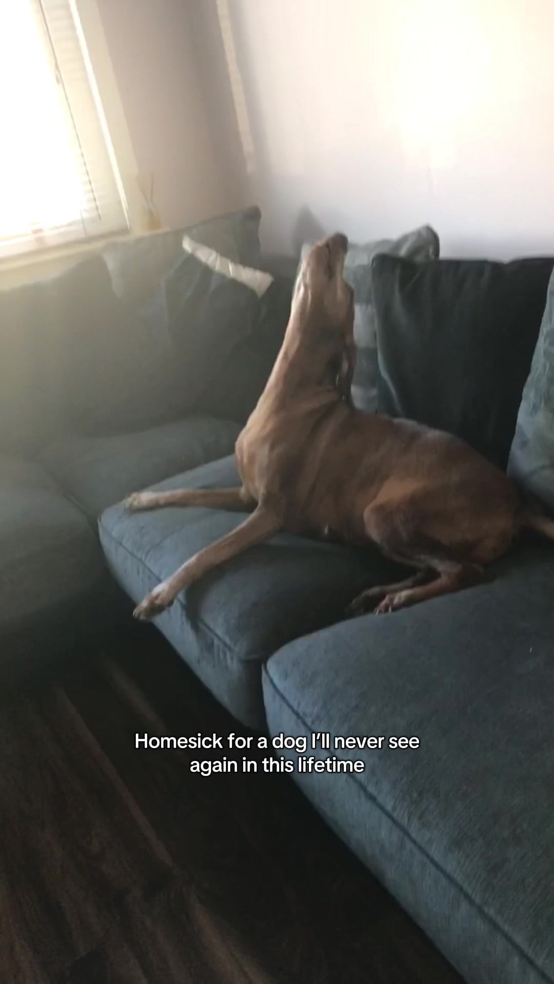 @ciciolive_mini_weiners