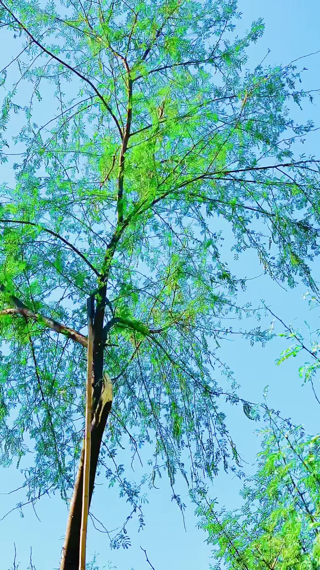 @SAIDRAHMAN