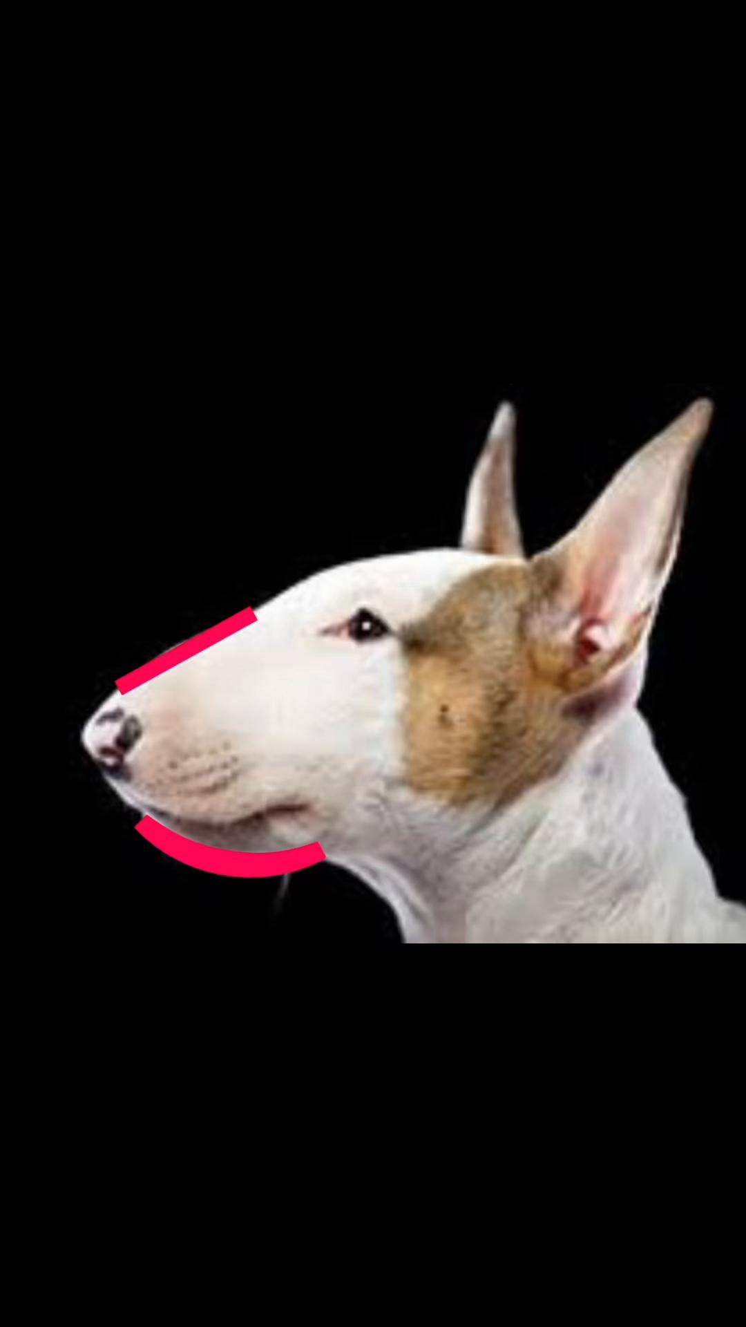 @bentleytheg0at