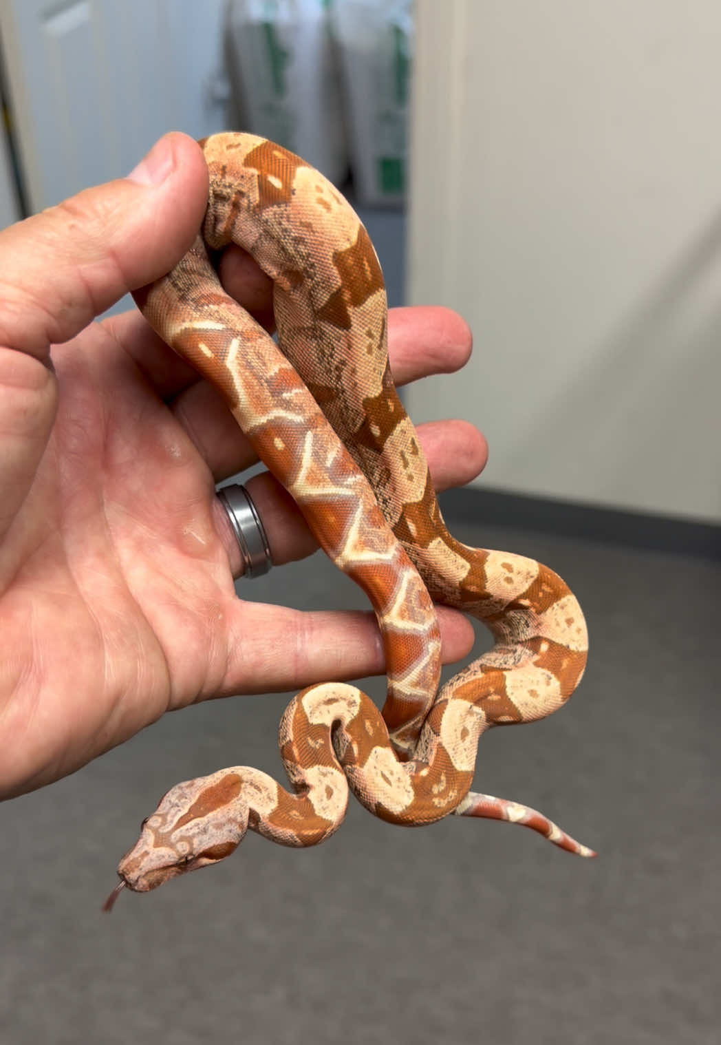 @Snake Country