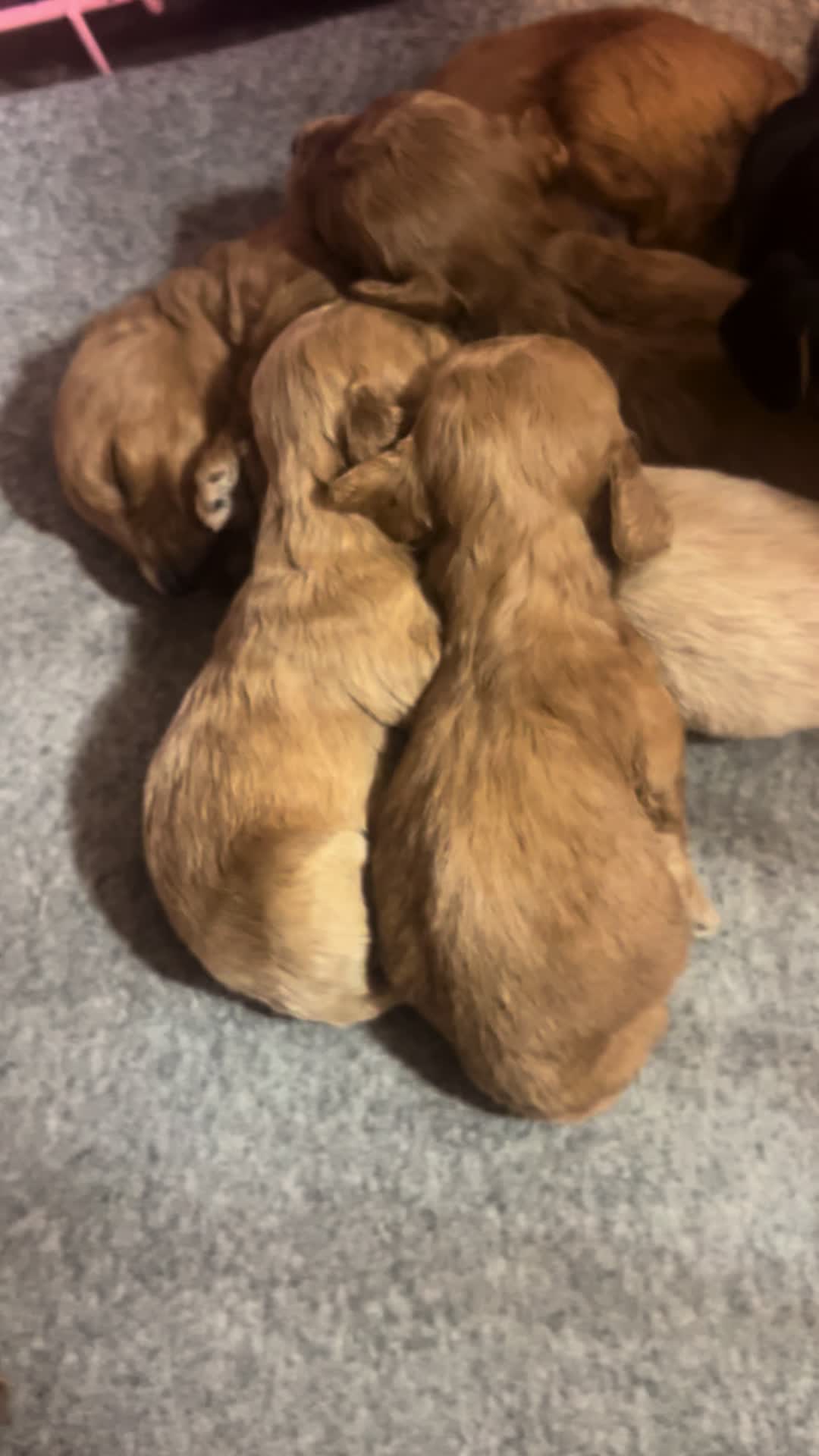 @Shortcake_kennel_2
