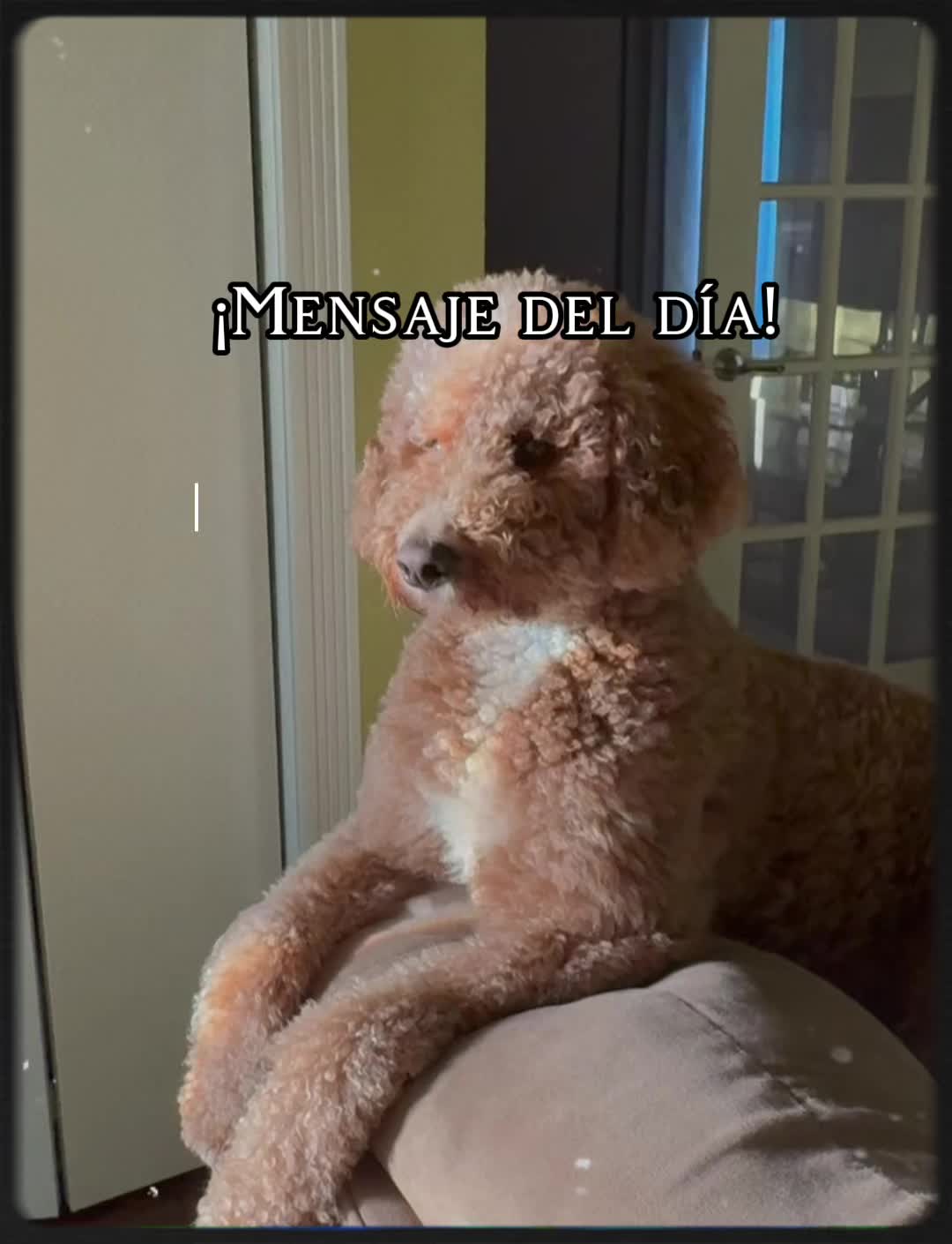 @Reyna y Churro 🐶😍