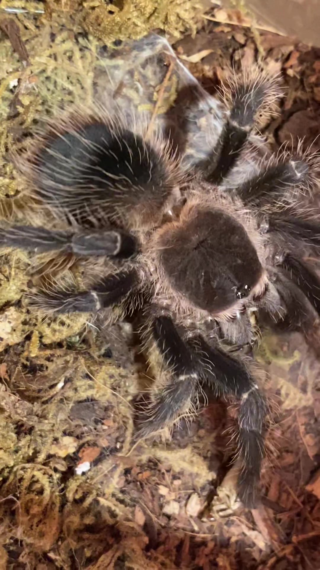 @arachnids